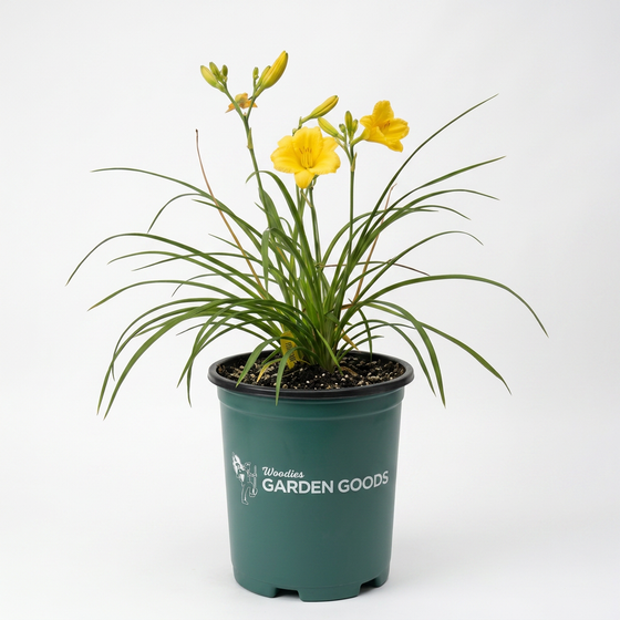 Happy Returns Daylily with lemon-yellow reblooming flowers blooming in a sunny perennial garden