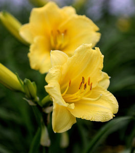 Happy Returns Daylily