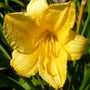 Yellow flower of Happy Returns Daylily