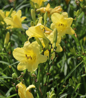 Happy Returns Daylily