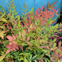 Nandina Harbour Dwarf Shrubs bright pink and green foliage