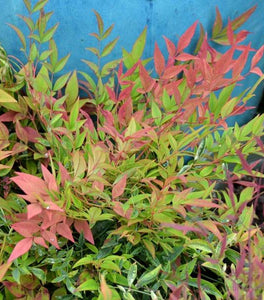 Harbour Dwarf Nandina