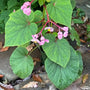 Hardy Begonia naturalizing along a shaded walkway with late summer blooms