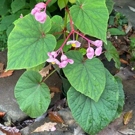 Hardy Begonia naturalizing along a shaded walkway with late summer blooms