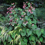 Pink Hardy Begonia flowers above lush foliage in a woodland garden planting