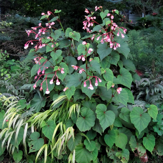 Pink Hardy Begonia flowers above lush foliage in a woodland garden planting