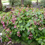 Hardy Begonia with pink flowers and heart-shaped green leaves growing in a shaded woodland garden
