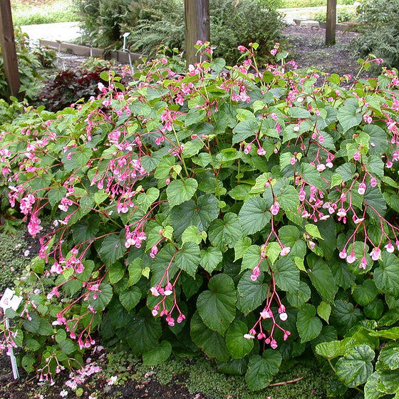 Hardy Begonia with pink flowers and heart-shaped green leaves growing in a shaded woodland garden