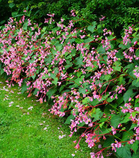 Hardy Begonia