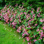 Begonia grandis blooming with soft pink flowers in a shady perennial border