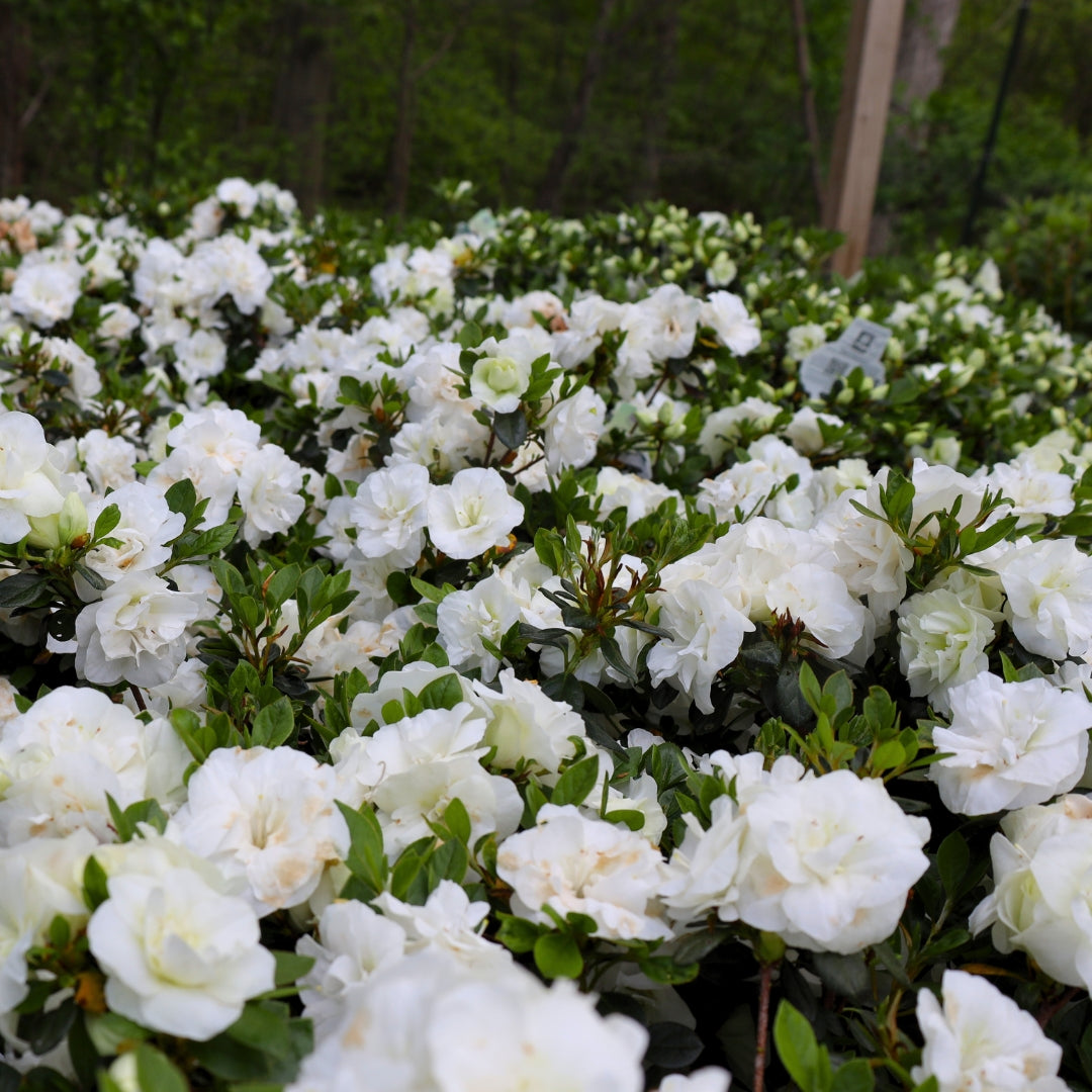 Azalea Rhs Hardy Gardenia Azalea for Sale | Fragrant White Evergreen Shrub