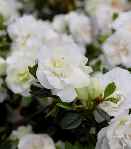 Hardy Gardenia Azalea