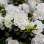 Exotic hardy gardenia in bloom of white clusters of flowers