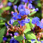 leadwort plants have bright blue flowers