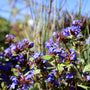 fall blooming plumbago plants