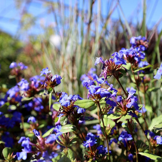 fall blooming plumbago plants