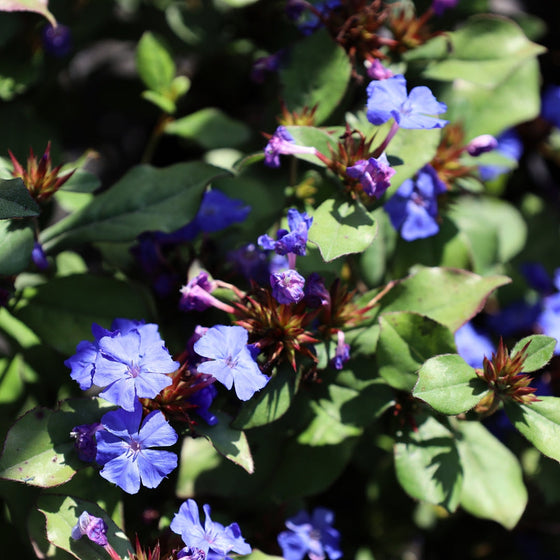 hardy plumbago blooms