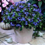 blue flowering leadwort plant in a patio container