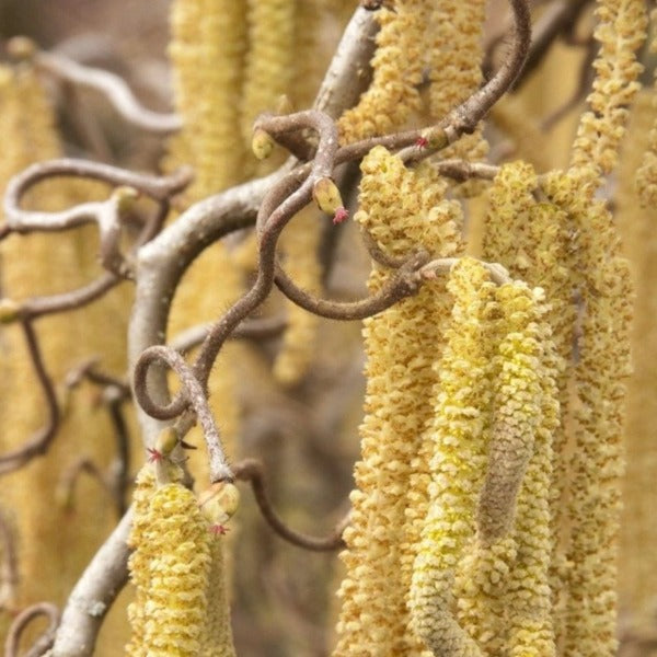 Harry Lauder's Walking Stick - Contorted Filbert | Garden Goods Direct