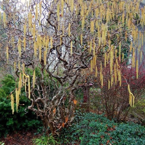 filbert plant Harry Lauder's Walking Stick - Contorted Filbert