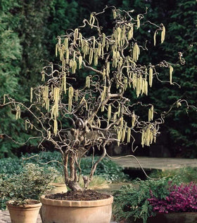 Harry Lauder's Walking Stick (Contorted Filbert)