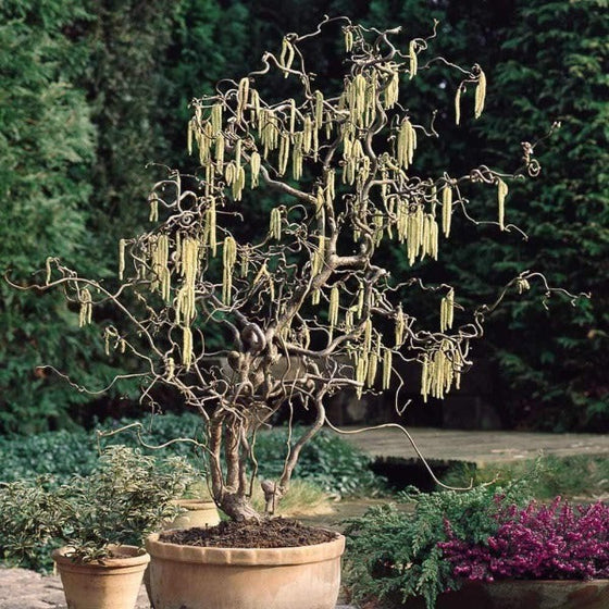 Harry Lauder's Walking Stick Shrubs