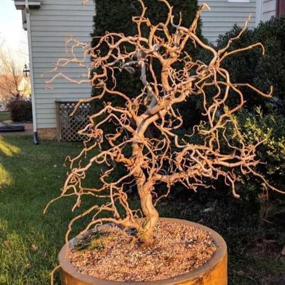 Corkscrew hazel potted plant in a front garden