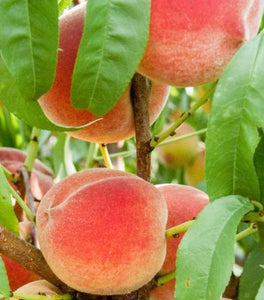Harvester Peach Tree