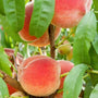 red Harvester Peaches ready to pick