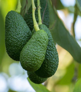 Hass Avocado Tree