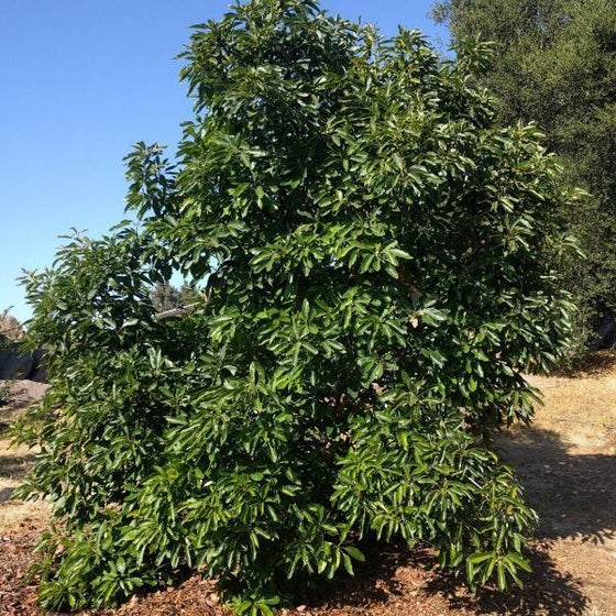 large avocado tree covered in foliage grown outdoors in the ground in full sun