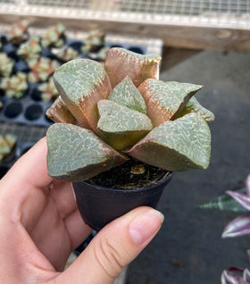 Haworthia Saiko Succulent