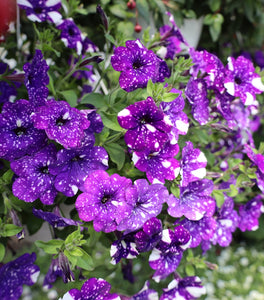 Headliner™ Night Sky® Petunia