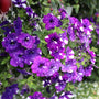 close up view of unique purple speckled blooms on night sky petunia hanging basket annual
