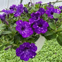 Headliner Night Sky Petunia container garden plant