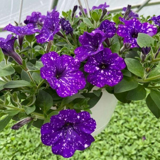 Headliner Night Sky Petunia container garden plant