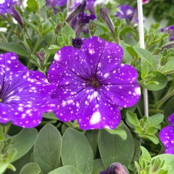 Headliner Night Sky Petunia has purple flowers with white spots