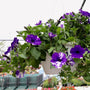 petunia hanging basket