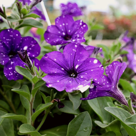 Headliner Night Sky Petunia vibrant flowers with night sky spots