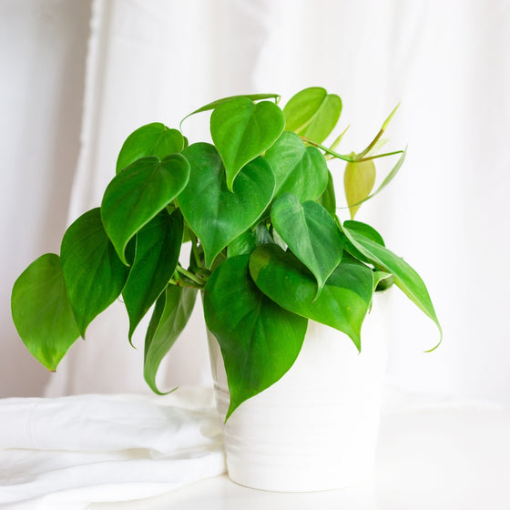 vibrant heart-shaped green leaves on heart leaf philodendron