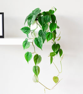 Heart Leaf Philodendron