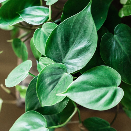 close up view of green leaves on heart leaf philodendron