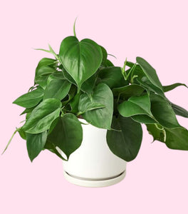 Heart Leaf Philodendron