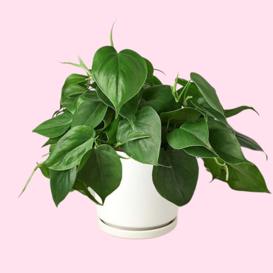 heart leaf philodendron in white ceramic pot