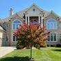 Hearts A’Fire Redbud Tree with fiery red, orange, burgundy, and gold foliage in a front yard landscape