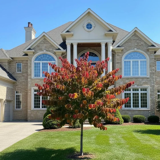 Hearts A’Fire Redbud Tree with fiery red, orange, burgundy, and gold foliage in a front yard landscape