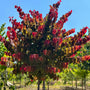Colorful Eastern Redbud tree with burgundy, tangerine, gold, and chartreuse foliage