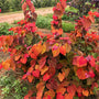 Cercis canadensis JN100 Hearts A’Fire Redbud with heart-shaped red and orange new leaves