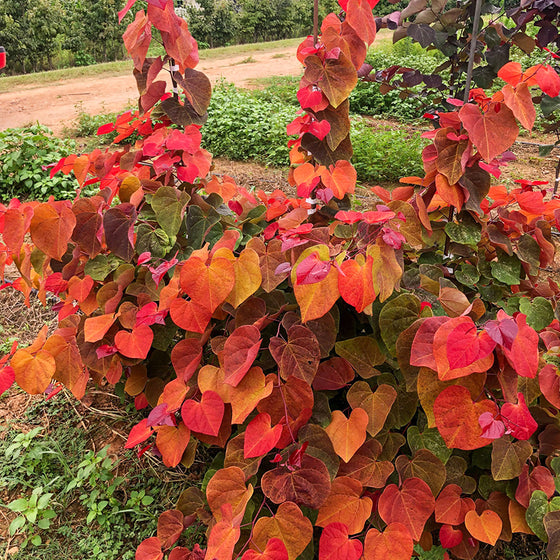 Cercis canadensis JN100 Hearts A’Fire Redbud with heart-shaped red and orange new leaves