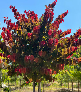 Hearts A’Fire™ Redbud Tree